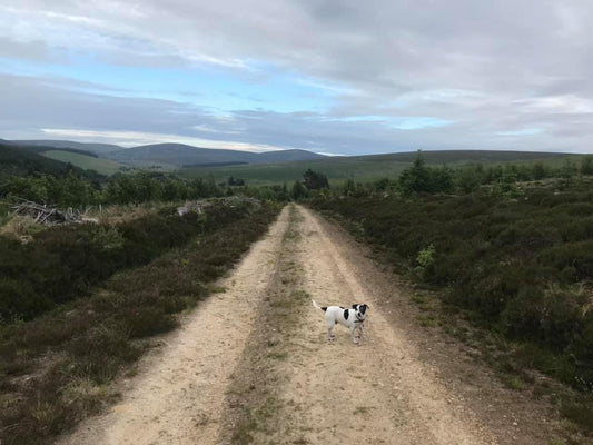 An Evening Stroll Above Tomintoul - Scotland :)