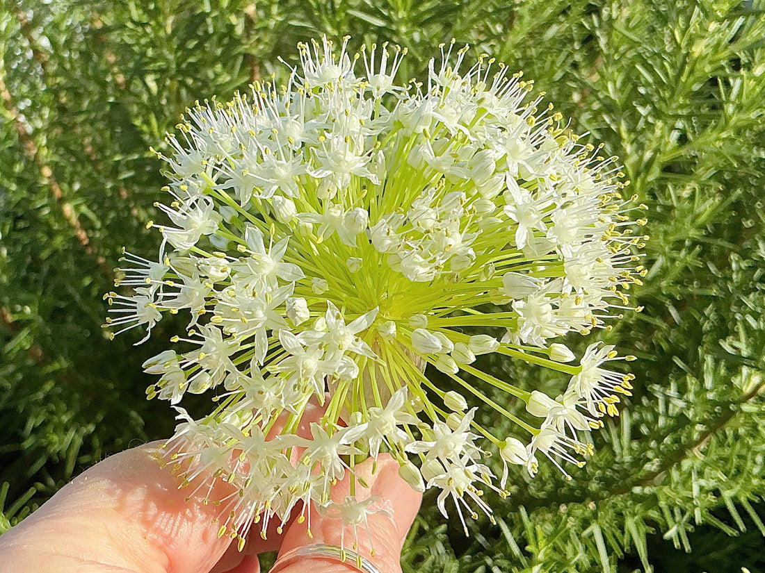 Delicate Onion Flowers …