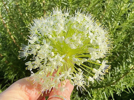 Delicate Onion Flowers …