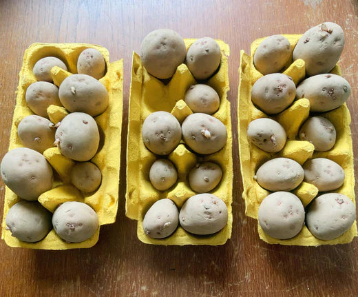 How To Grow Potatoes In A Raised Bed … :)
