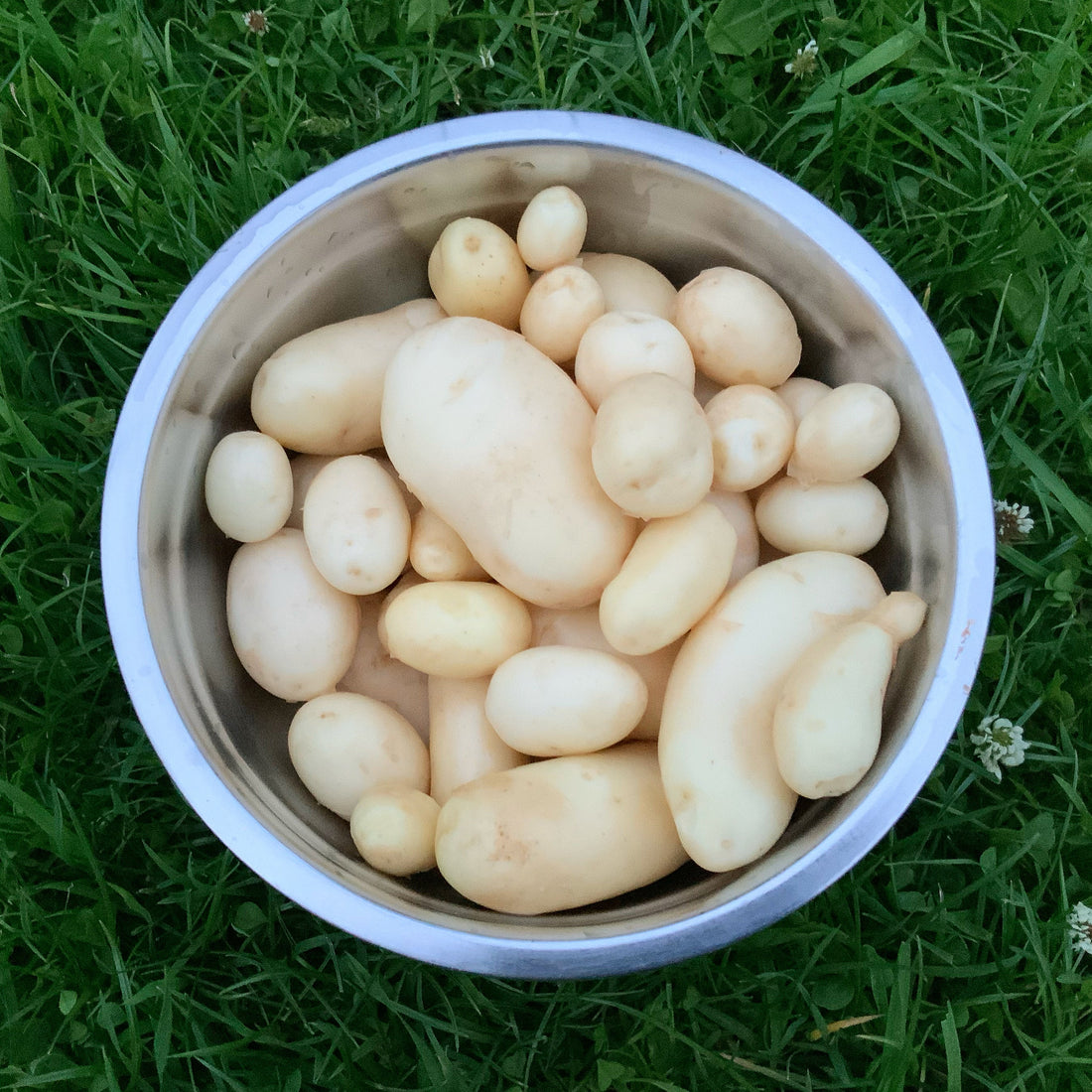 Harvesting Potatoes …