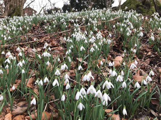 Snowdrops … :)