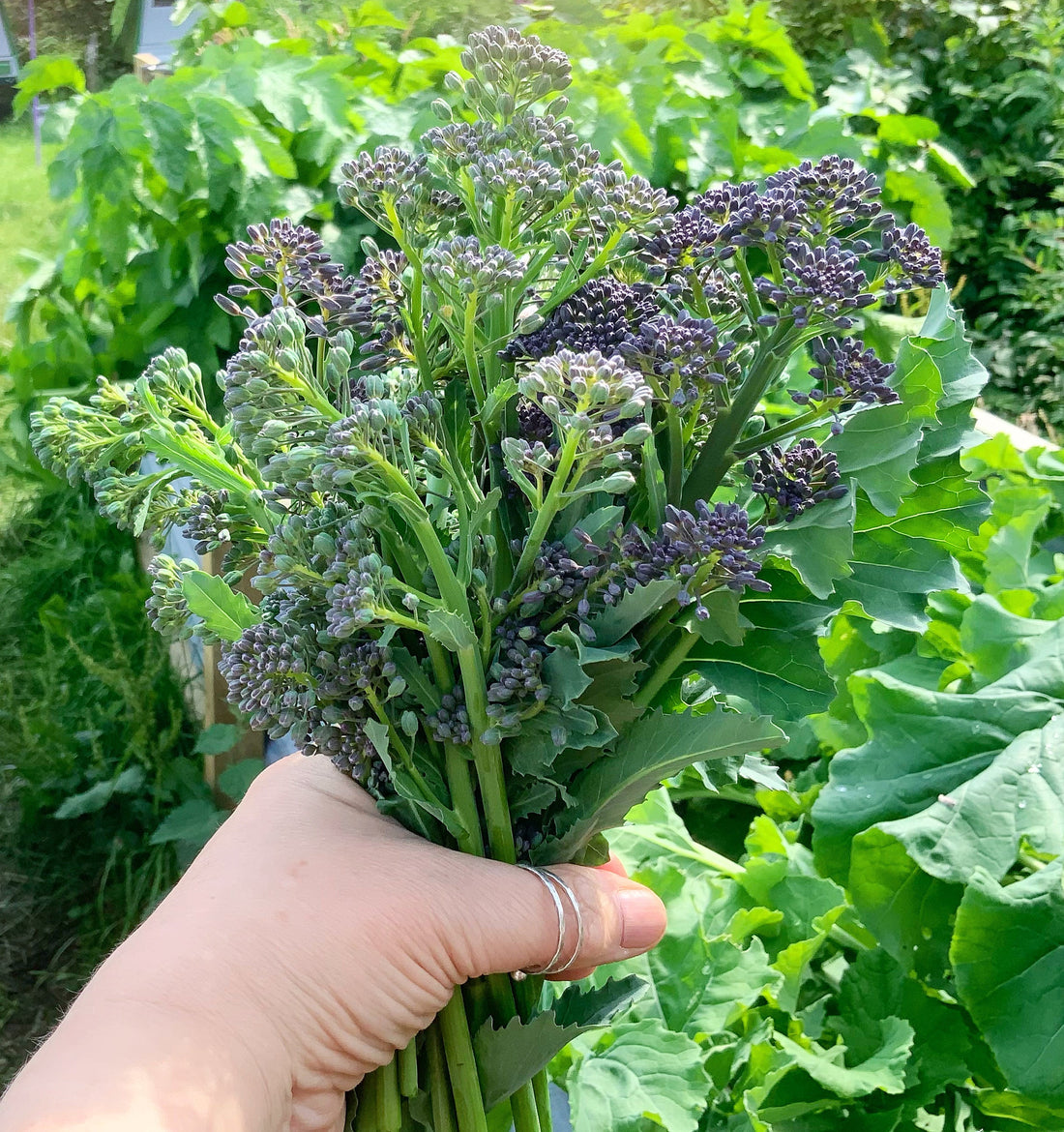 Homegrown Broccoli …