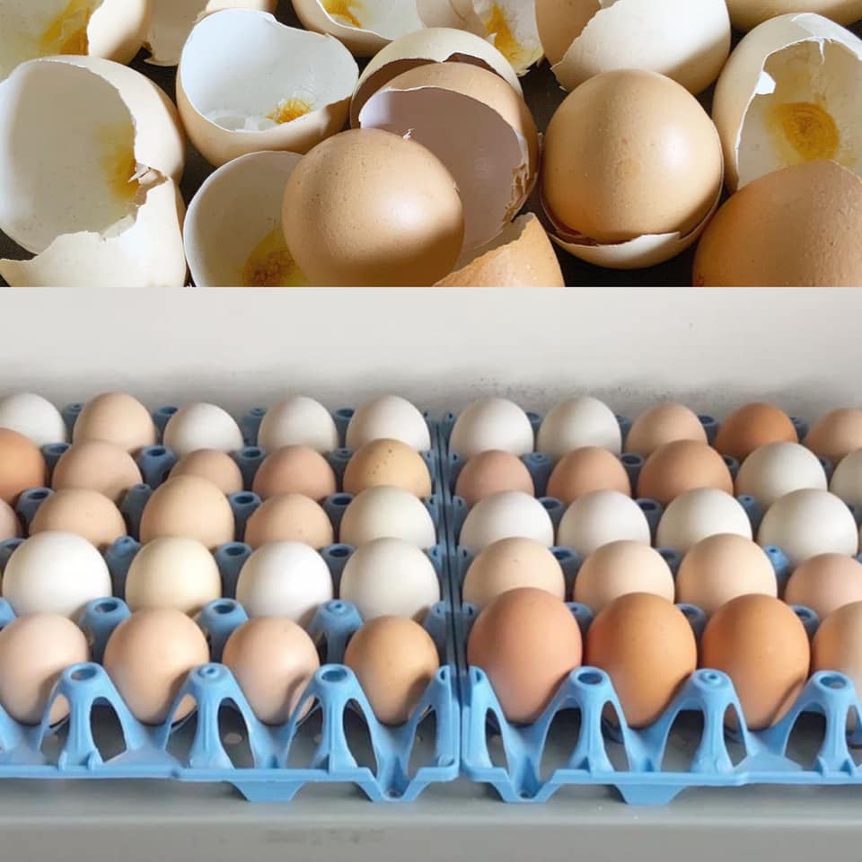Eggs Glorious Eggs ...