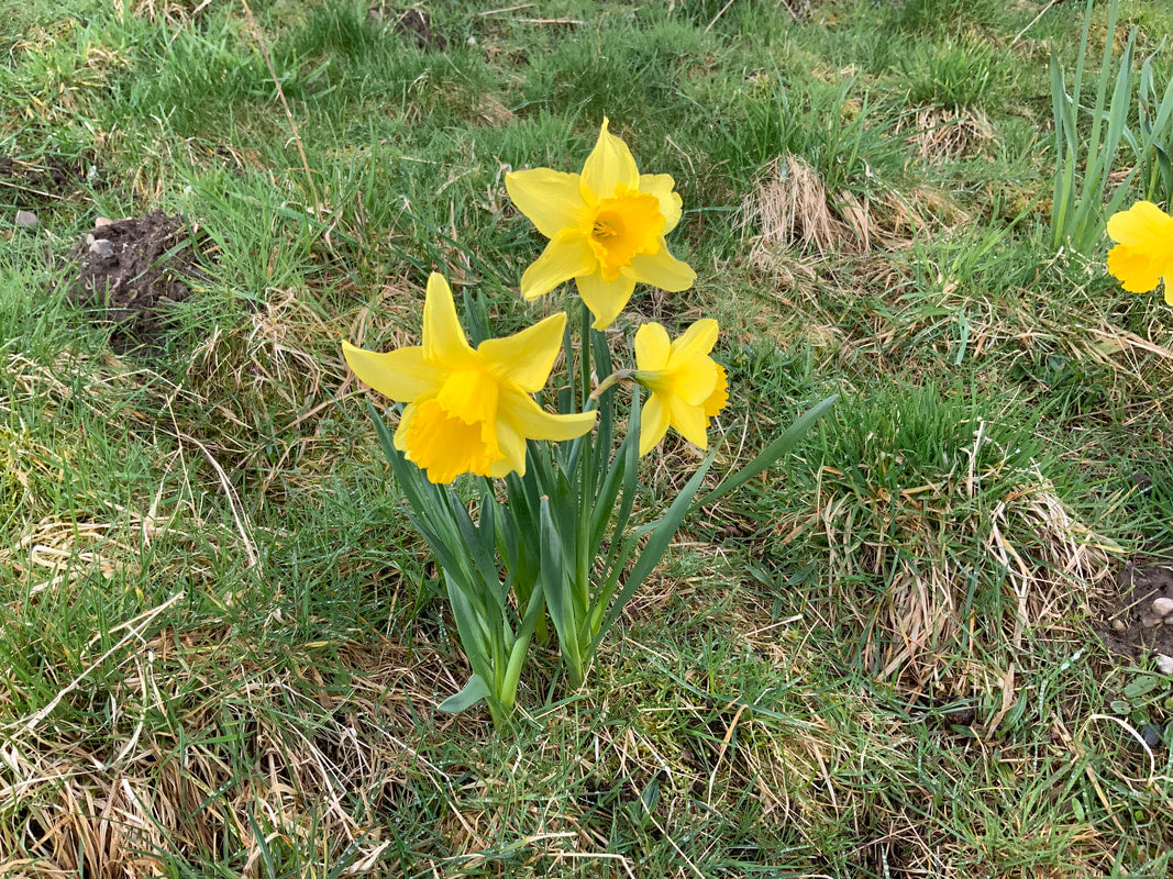 Daffodils In Spring … :)