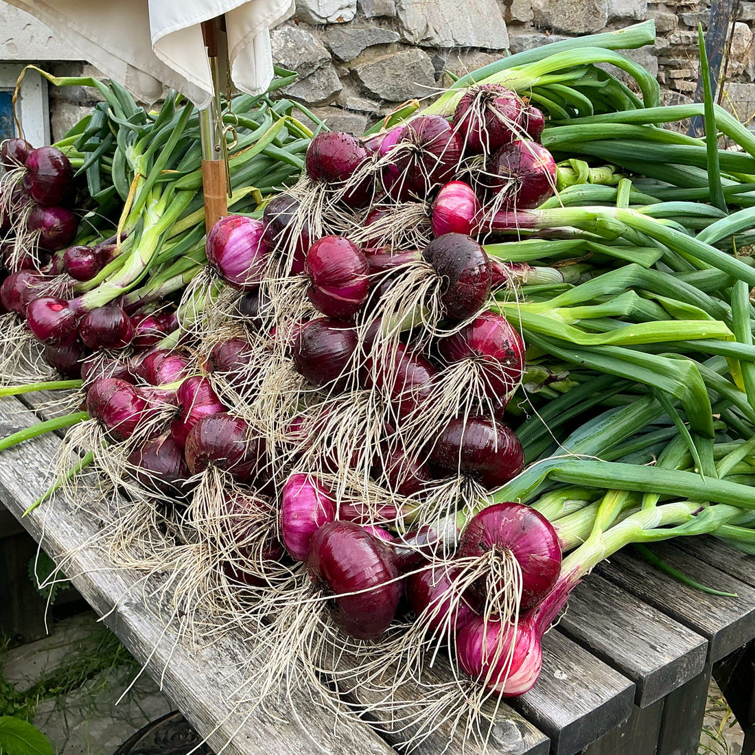 Harvesting Onions …