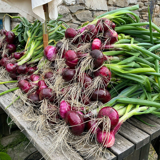 Harvesting Onions …