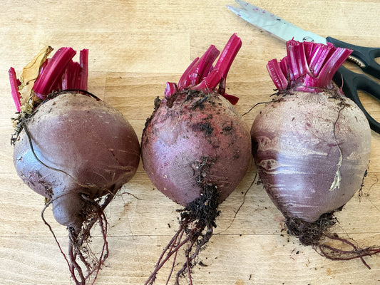Homegrown Beetroot …