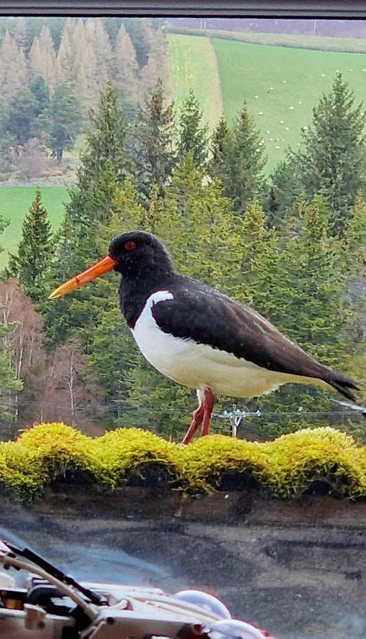 The Oystercatchers Are Back … :)
