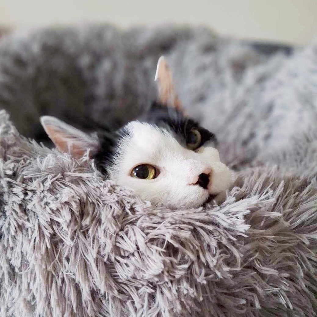 He Loves His New Bed …