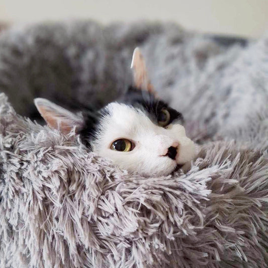 He Loves His New Bed …