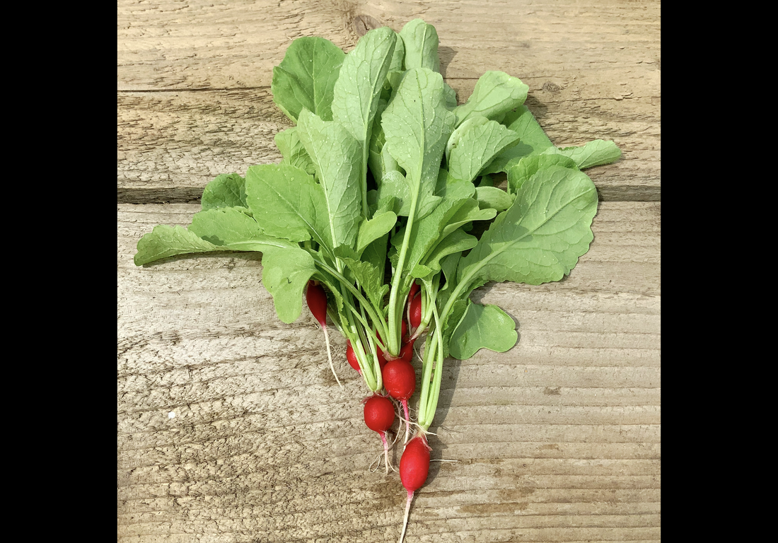 We’re Planting Radishes Again …
