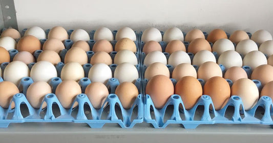 We Have Eggs Again ...