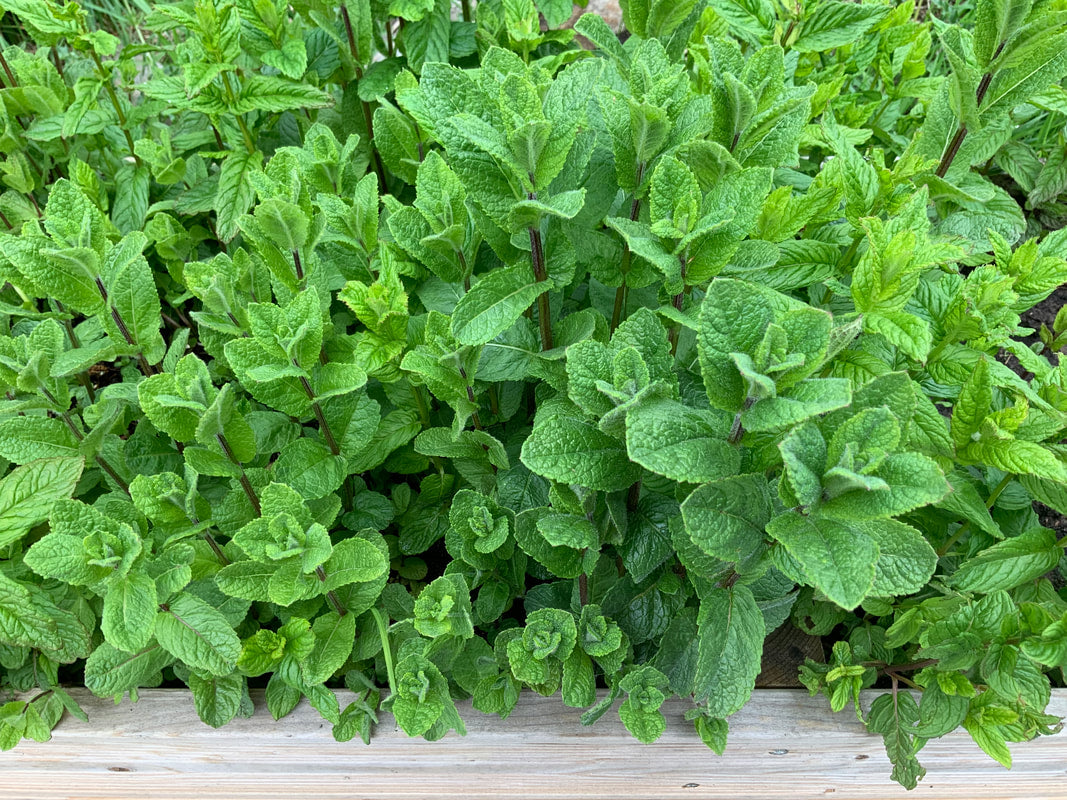 Garden Mint  :)