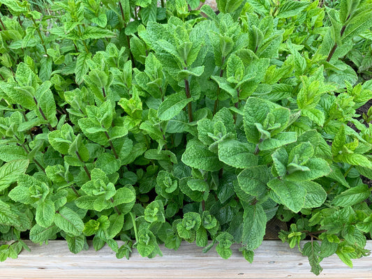 Garden Mint  :)