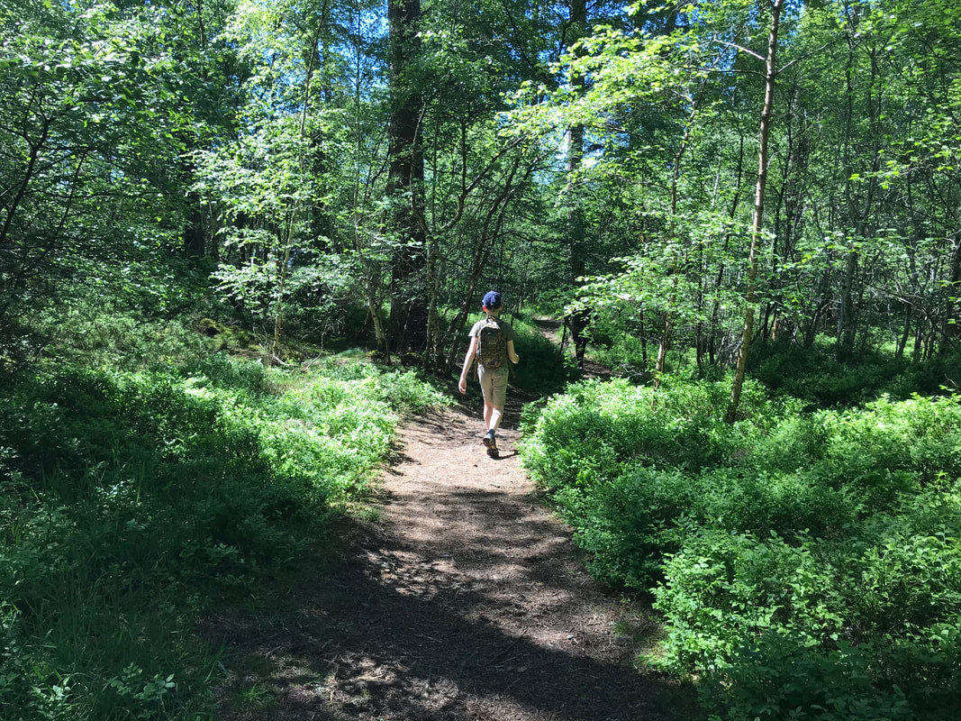 A Beautiful Walk In The Woods - Grantown on Spey.