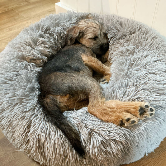 Sleepy Puppy …