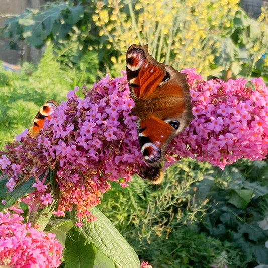 Butterfly Garden …