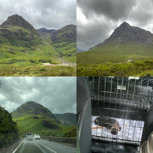A Wee Adventure And A New Arrival …