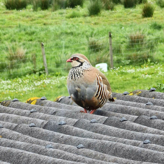 A Visitor In The Garden … :)
