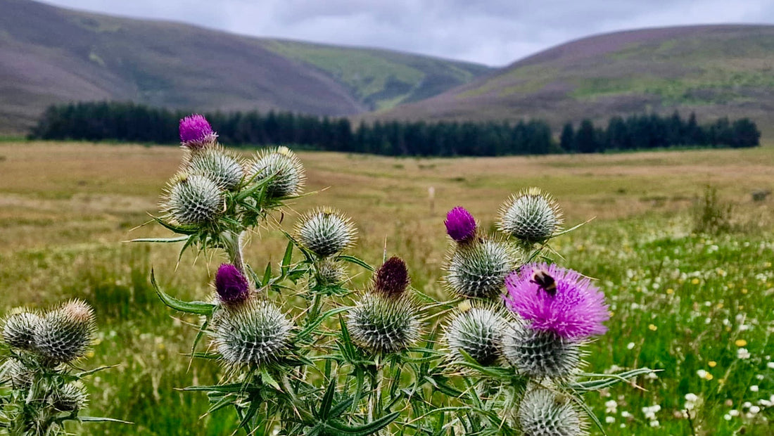 Scottish Thistles And A Beautiful View …