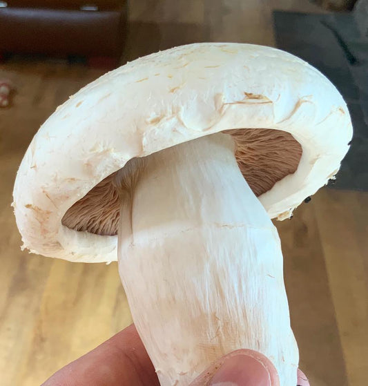 Our First Mushroom Of The Year ...