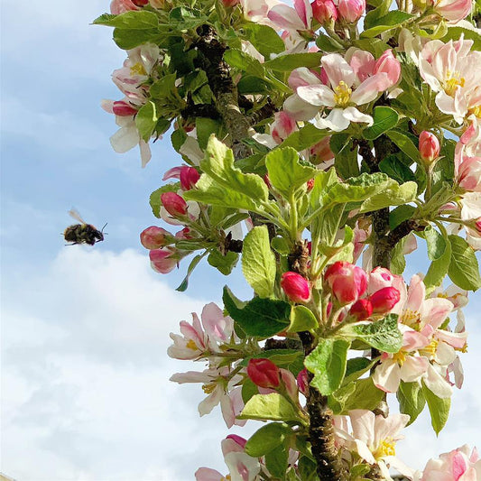 Busy Little Bee ...