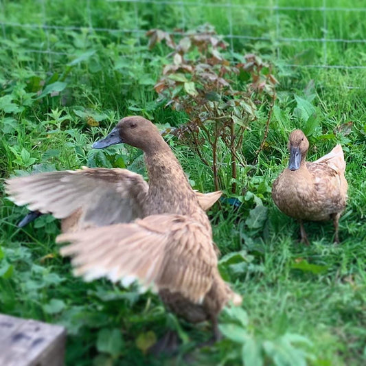 Happy Ducks ...