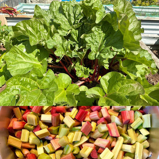 Moving Our Rhubarb Plants …
