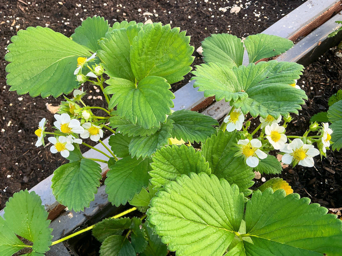 A Vertical Garden For Our Strawberries … 🍓