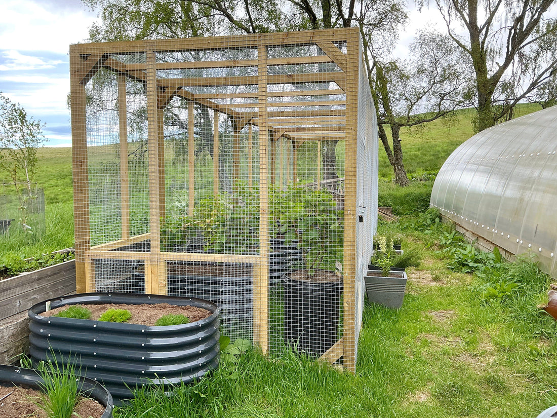 Our Fruit Cage Is Finished … 🐦‍⬛🍓
