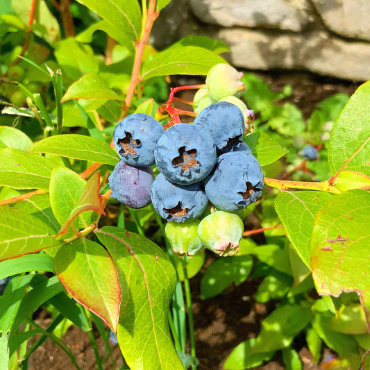 Freezing Our Blueberries …
