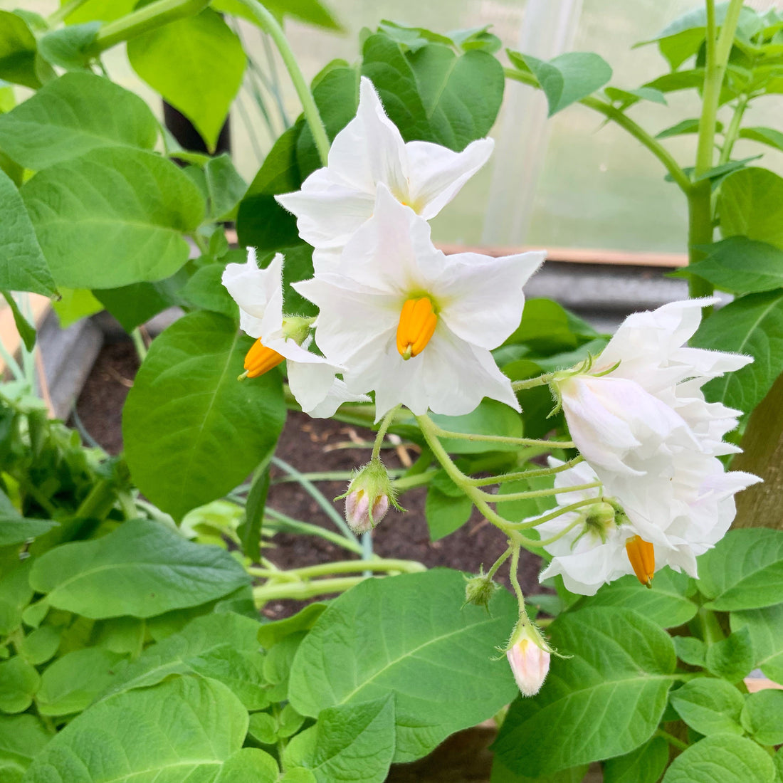Potato Flowers Are So Pretty …