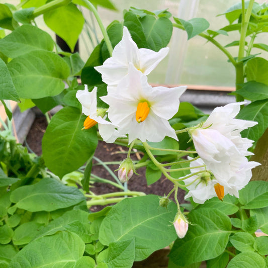 Potato Flowers Are So Pretty …
