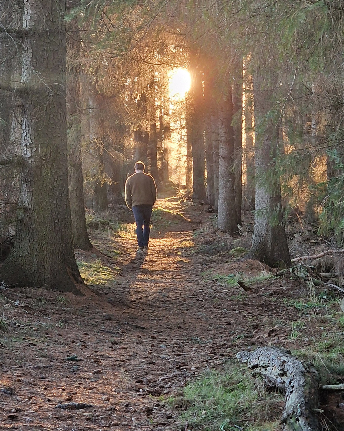 A Walk In The Woods …