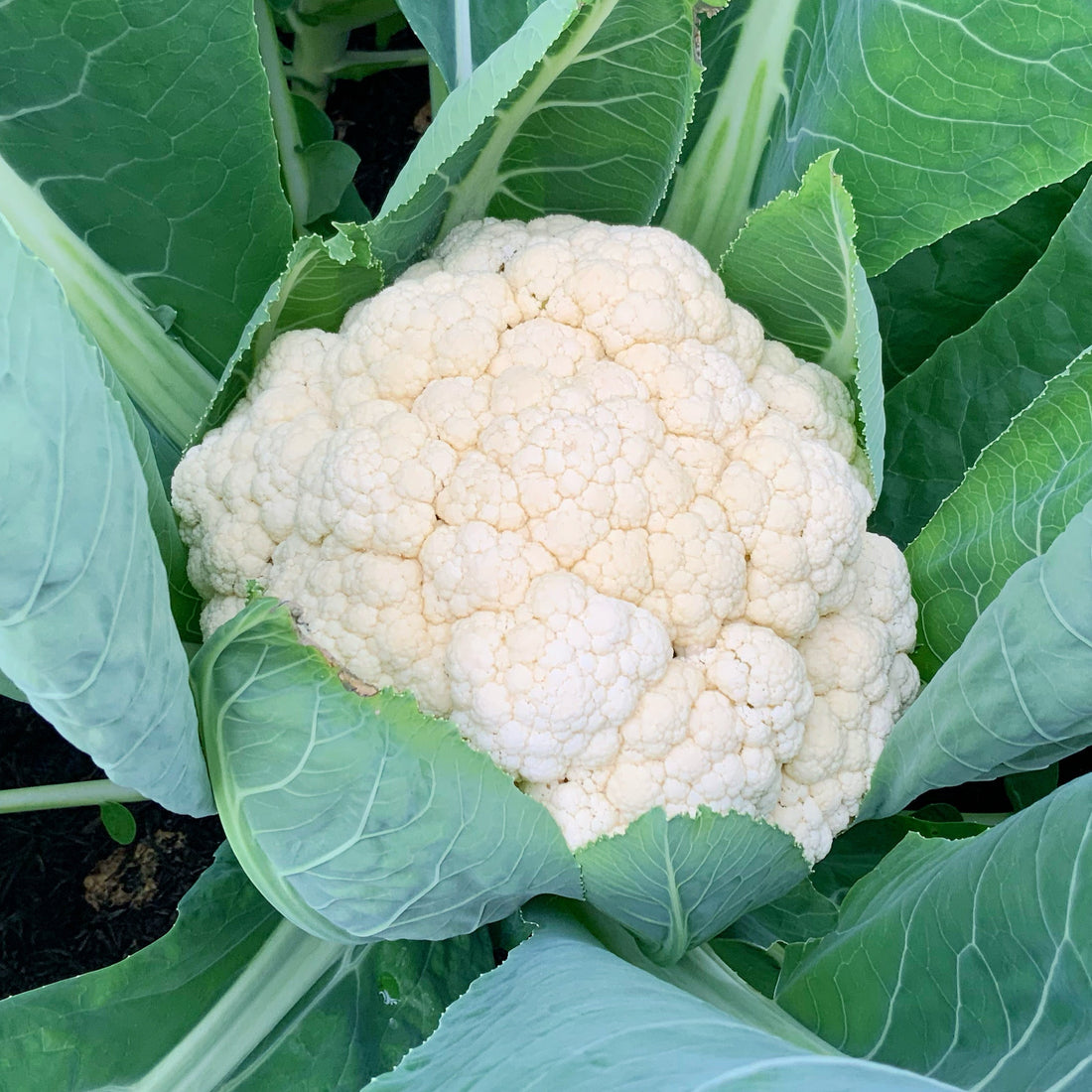 Cauliflower …