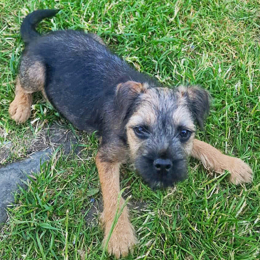 Puppies First Walk …