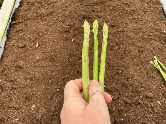 So Excited To Harvest Our Asparagus …