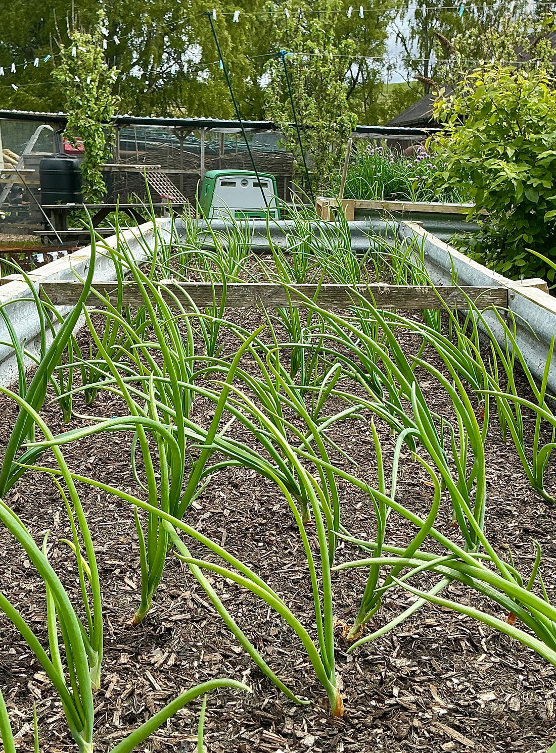 Growing Onions In Raised Beds …