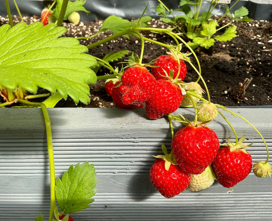 Our First Strawberry Harvest Of The Year ….