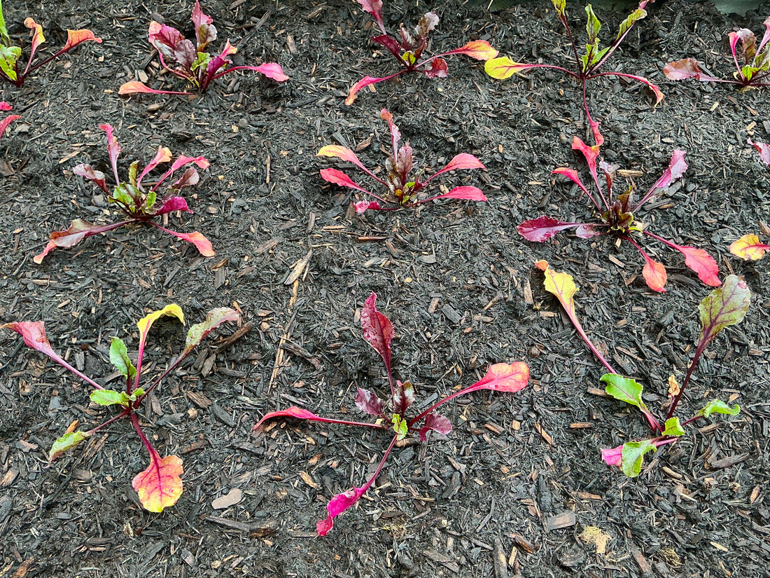 Homegrown Beetroot …