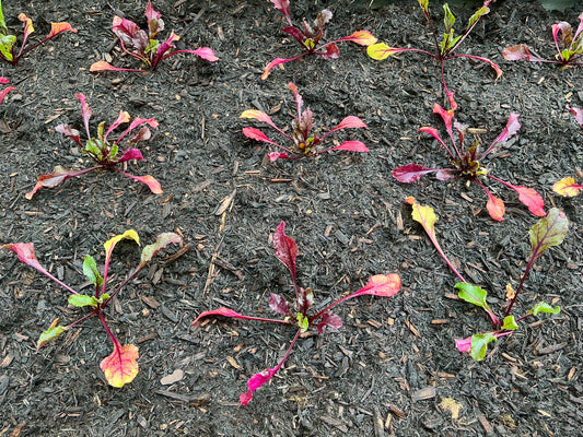 Homegrown Beetroot …