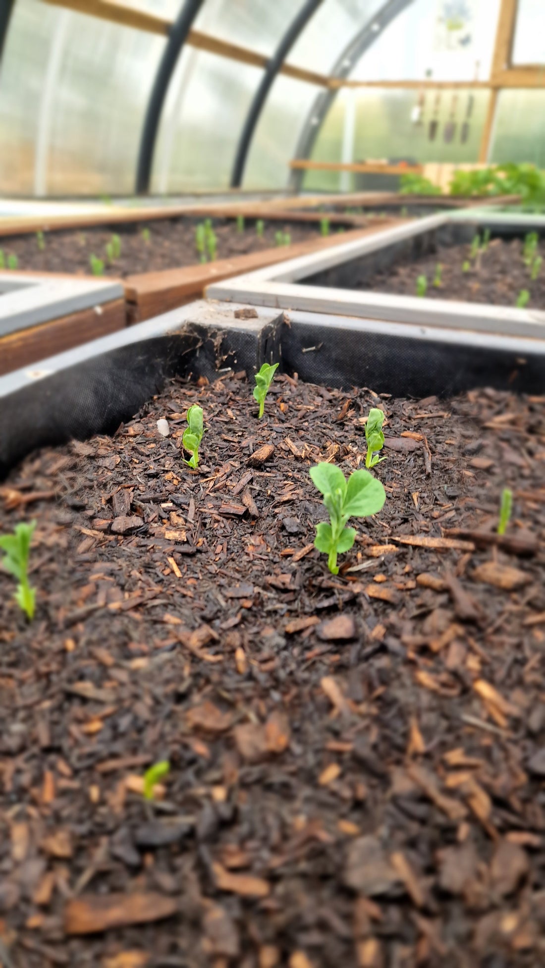 Homegrown Sugar Snap Peas …