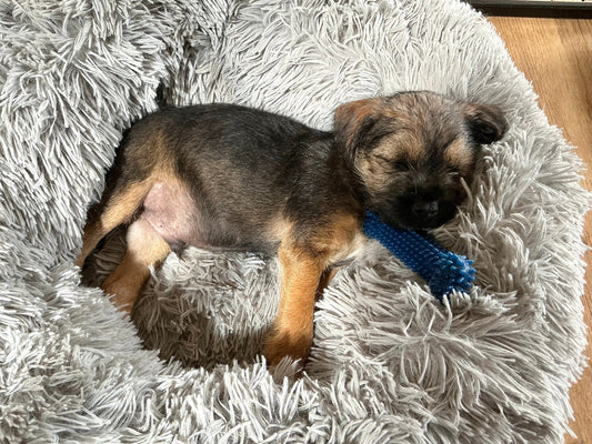 We Have A New Puppy …