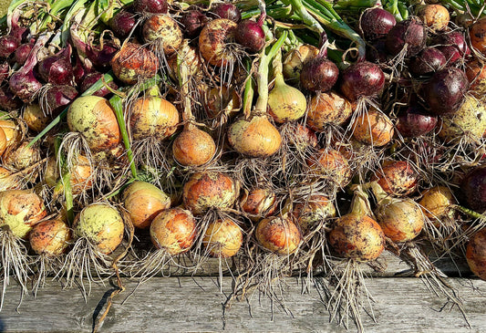 Harvesting This Years Onions …