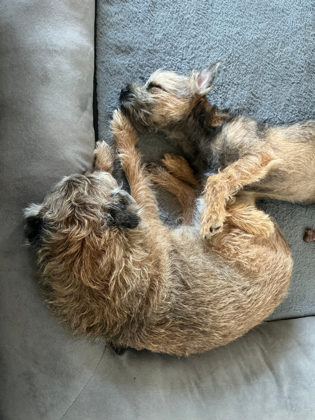 Best Friends …