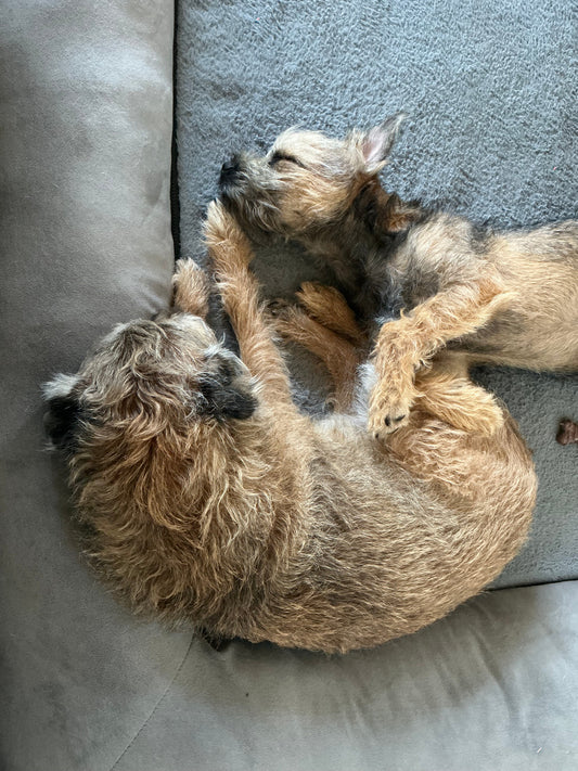 Best Friends …