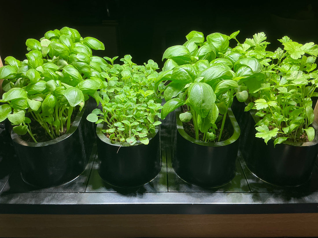 Trying Out My New Auk Gardens … 🌱