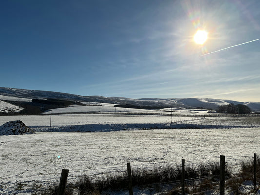 February Snow …