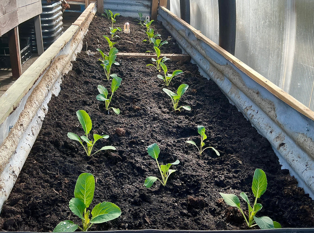 Springtime Planting In Our Polycrub … 🫜